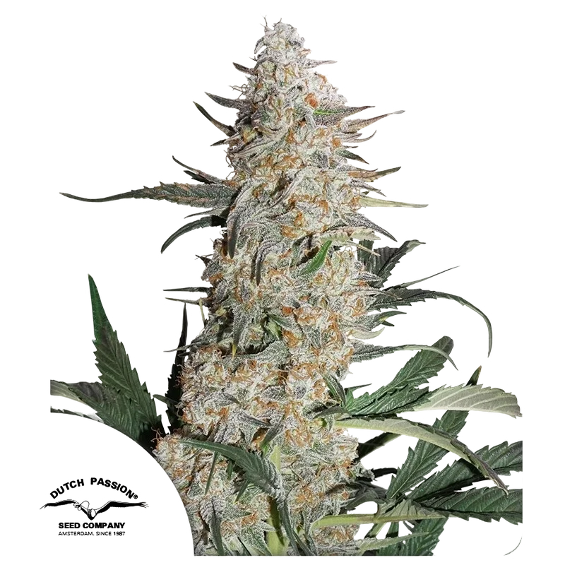 Critical Orange Punch – Produktansicht