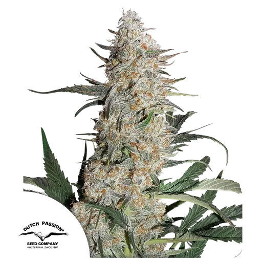 Critical Orange Punch