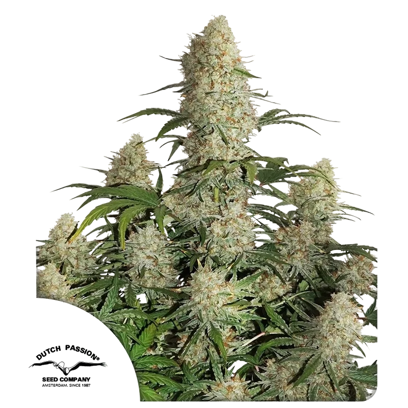 Critical Orange Punch Auto – Produktansicht