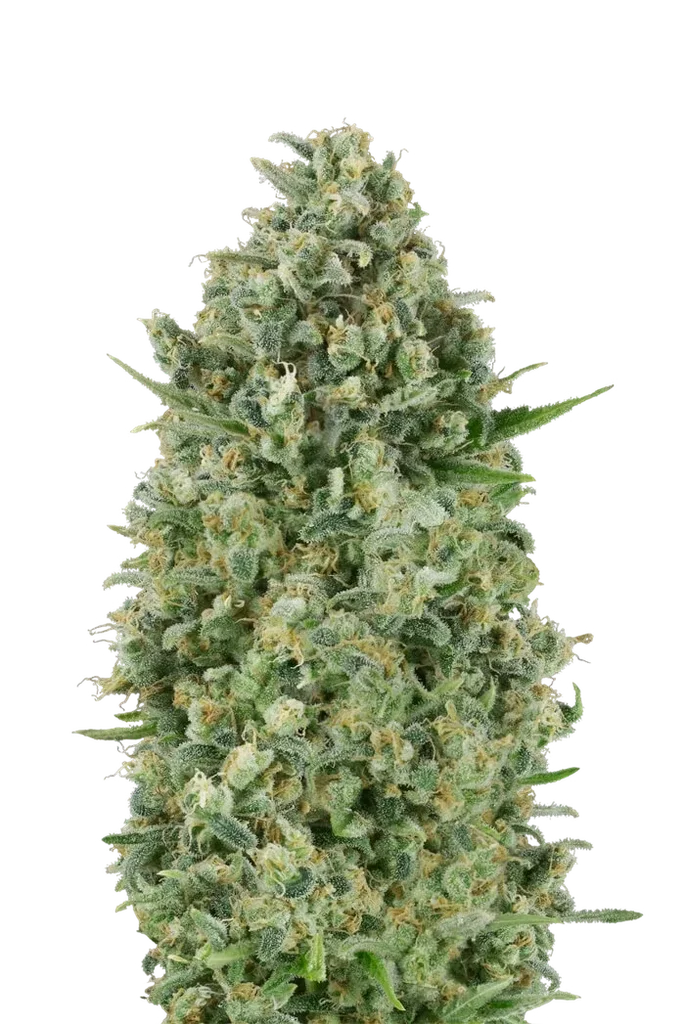 Critical Poison – Produktansicht