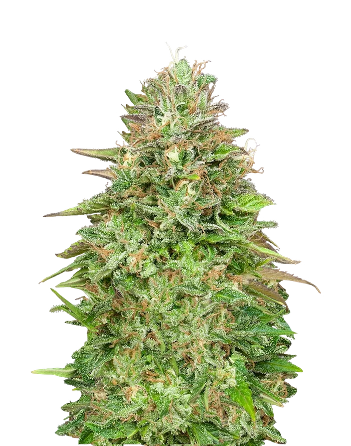 Critical Poison FAST | PHOTOFEM | 00 Seeds