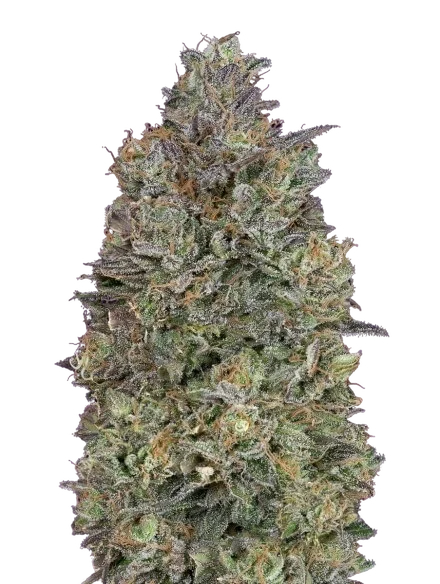 Critical Purple Kush – Produktansicht
