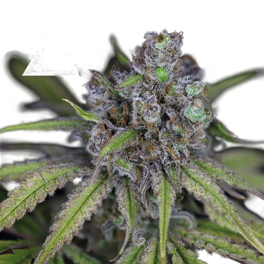 Critical Purple Kush | PHOTOFEM | Seedsman
