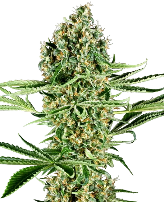 Critical Runtz – Produktansicht