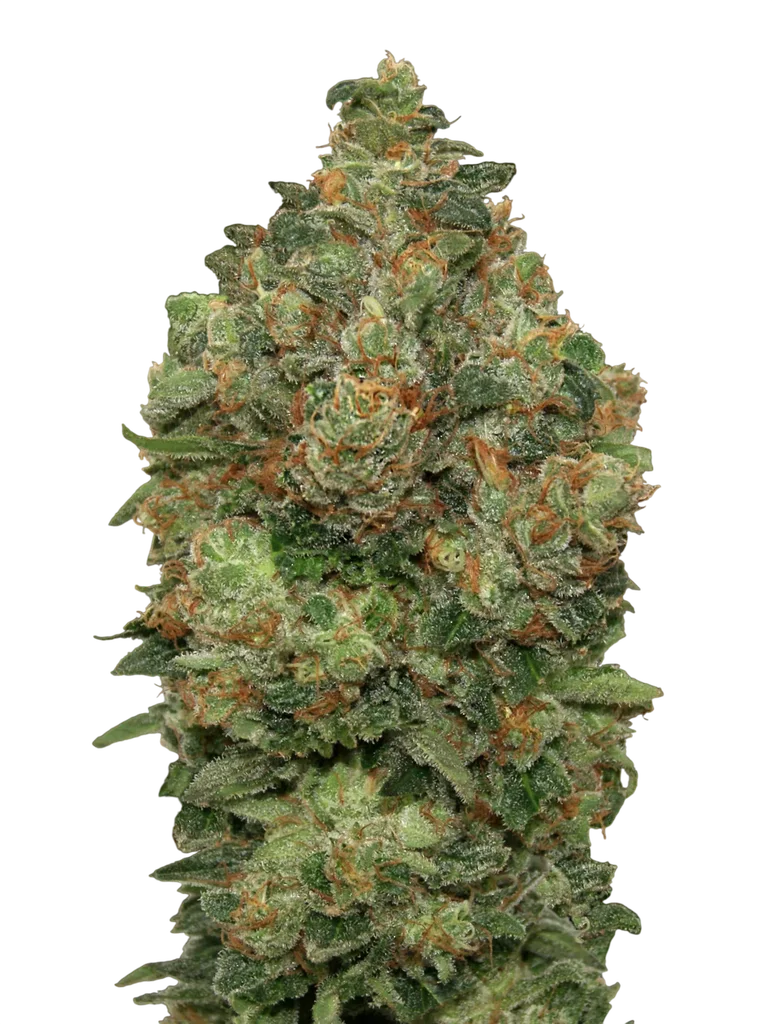 Critical Soma Auto – Produktansicht