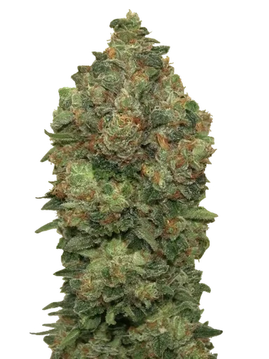 Critical Soma Auto
