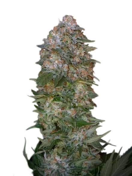 Critical Soma – Produktansicht