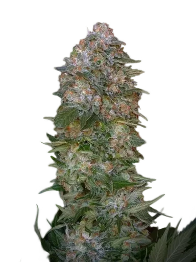 Critical Soma