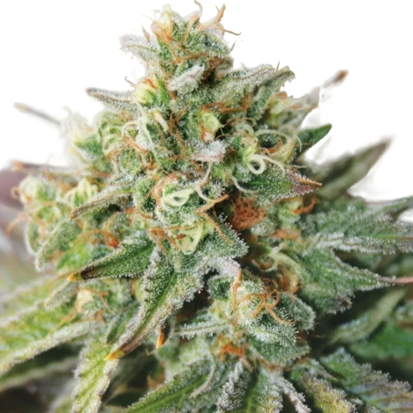 Critical XXL Auto – Produktansicht