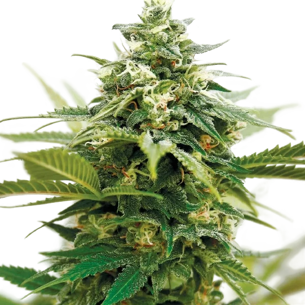 Critical XXL – Produktansicht