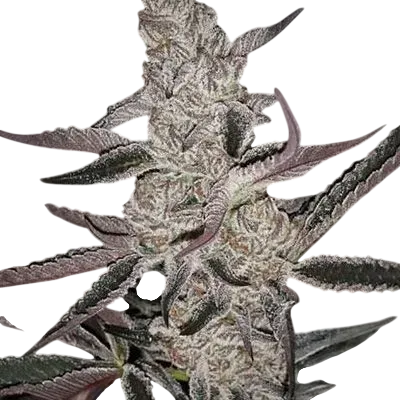Crystal Cookies V2 | PHOTOFEM | In House Genetics
