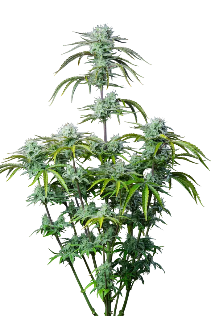 Strawberry Banana Auto | AUTOFEM | Fast Buds