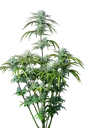 Strawberry Banana Auto | AUTOFEM | Fast Buds