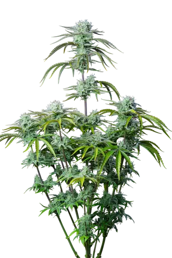 Strawberry Banana Auto