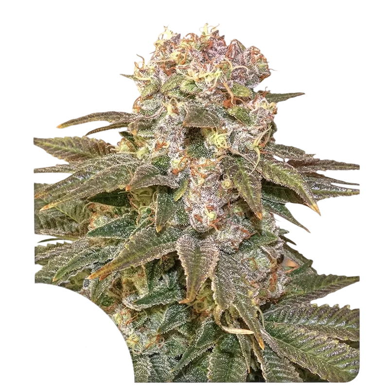 C-Vibez – Produktansicht