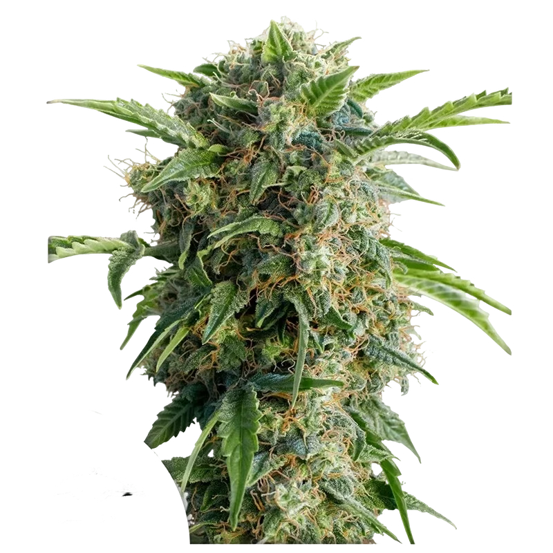 Daiquiri Lime Auto – Produktansicht