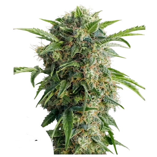 Daiquiri Lime | AUTOFEM | Dutch Passion