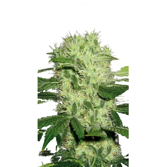 Dama Blanca – Produktansicht