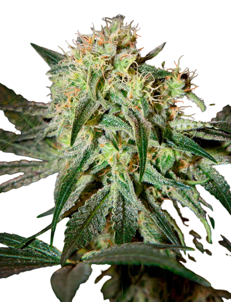 Damn Sour – Produktansicht
