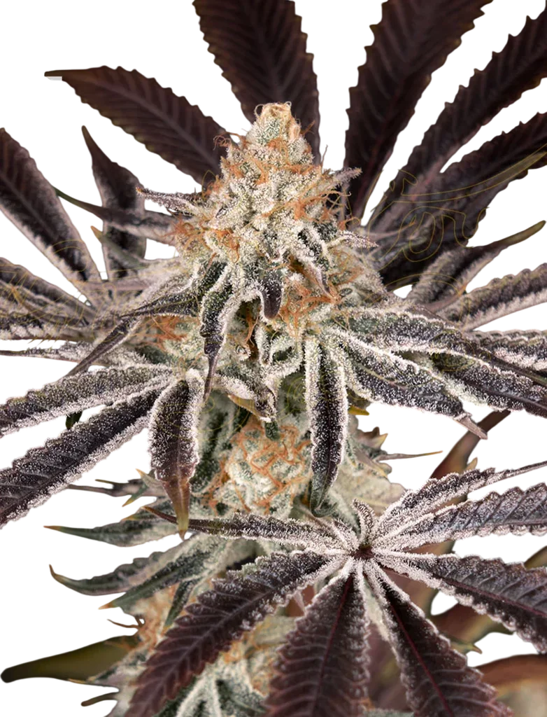 Dark Phoenix | PHOTOFEM | Greenhouse Seed Co.