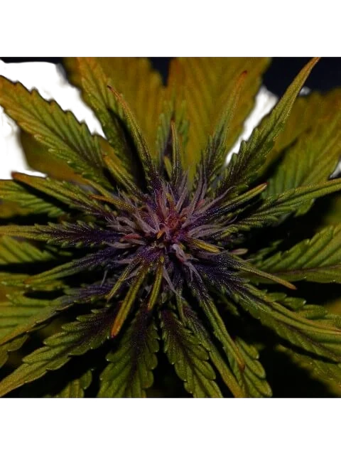 Dark Rose CBD Auto – Produktansicht