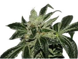 Dark Star | PHOTOFEM | T.H. Seeds