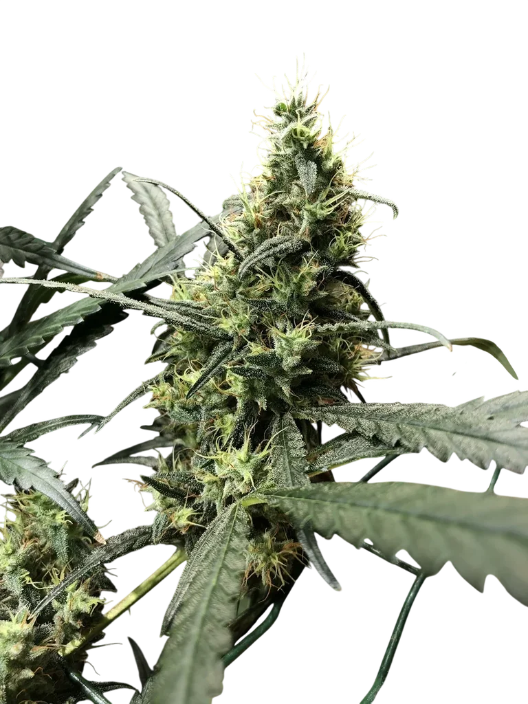 Afghan Haze – Produktansicht