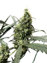 Afghan Haze | PHOTOREG | Mr. Nice Seedbank