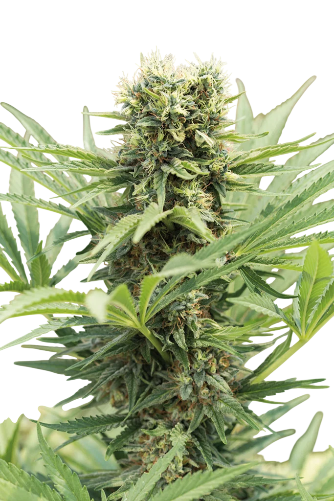 Dedoverde Haze – Produktansicht