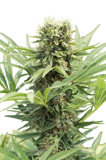 Dedoverde Haze