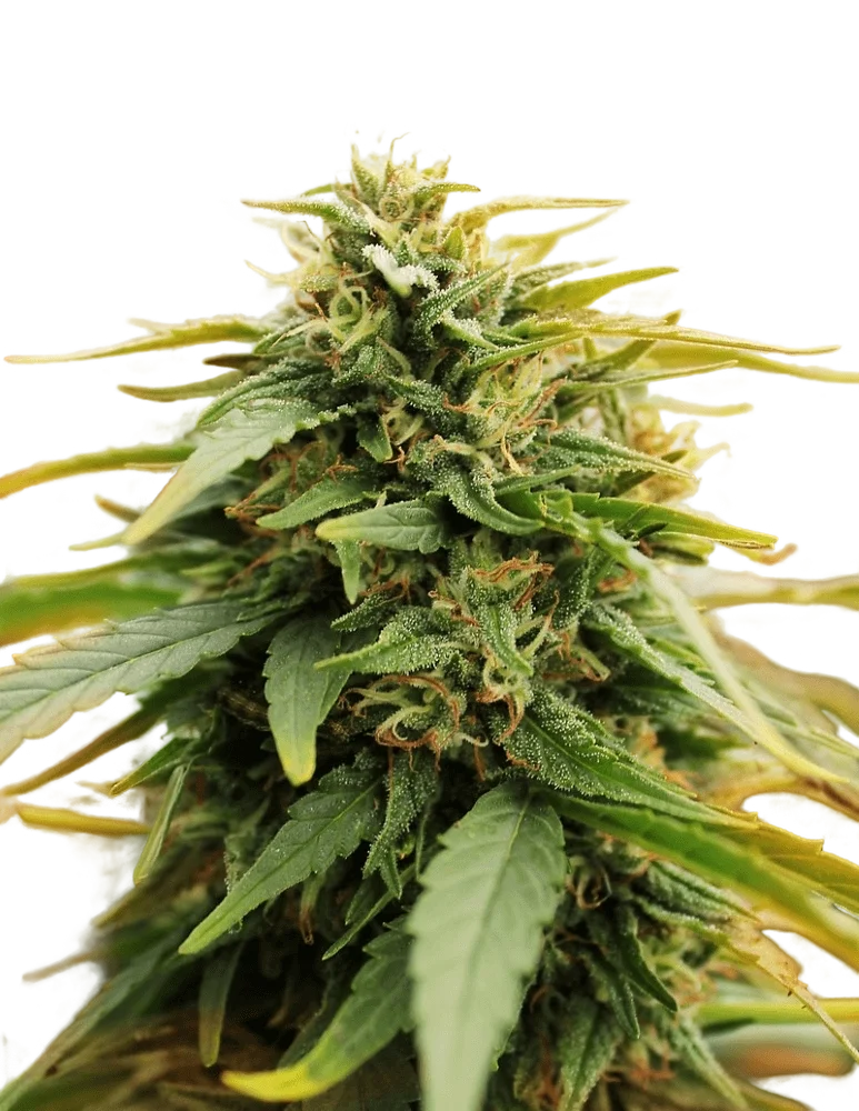 Deep Forest Super Auto – Produktansicht
