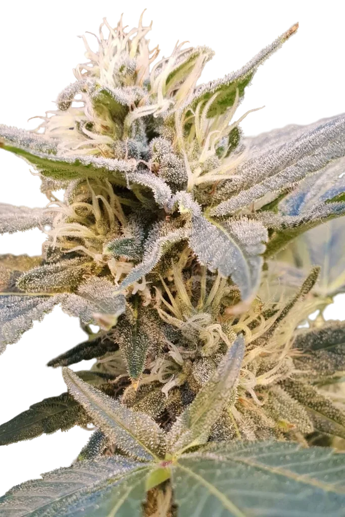 Delight CBD | PHOTOFEM | Paradise Seeds