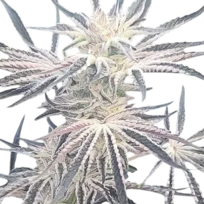 Deluxe Sugarcane | PHOTOFEM | In House Genetics
