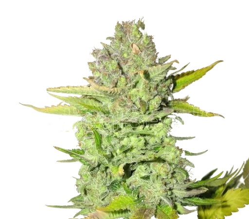 Devil Fruit