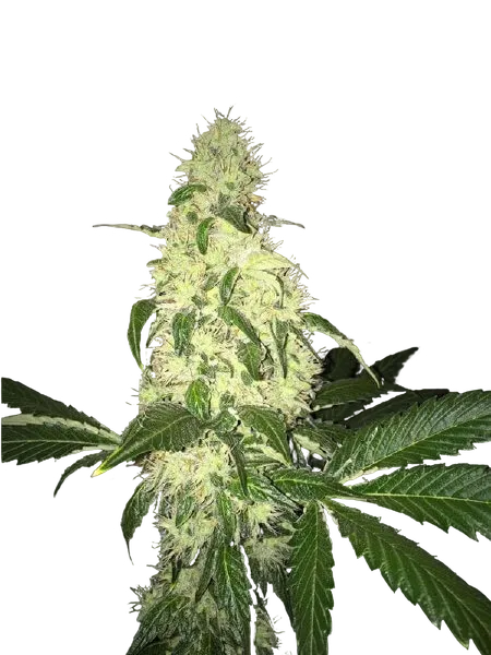 Afghaniberry | PHOTOREG | T.H. Seeds