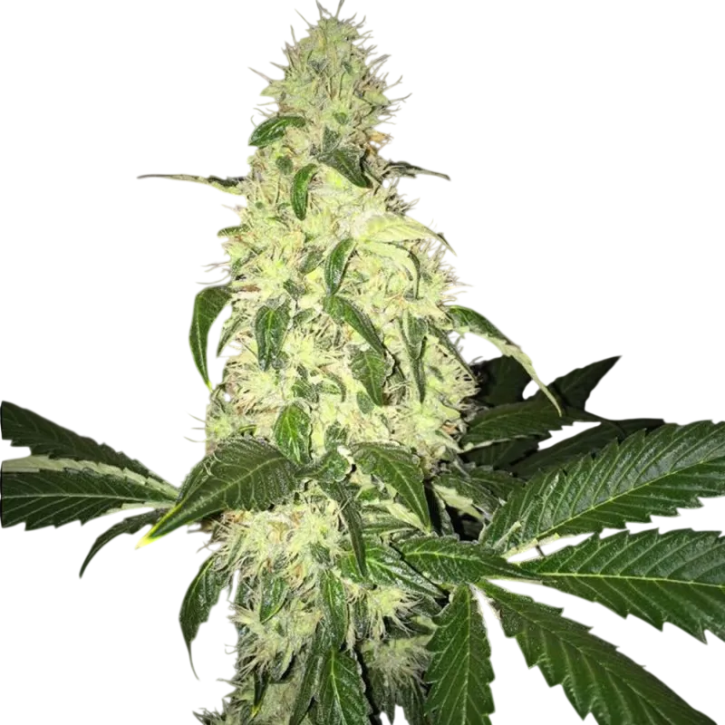 Afghaniberry | PHOTOREG | T.H. Seeds