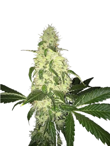 Afghaniberry
