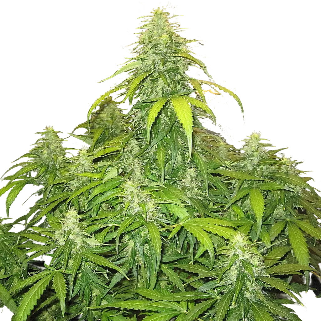 Devotchka Auto – Produktansicht