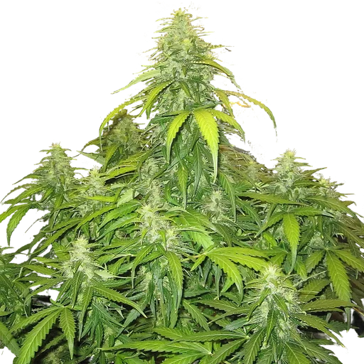 Devotchka Auto