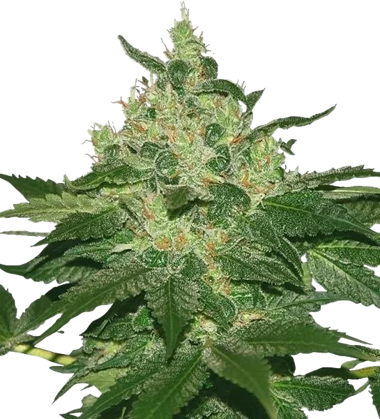 Afghan Kush – Produktansicht