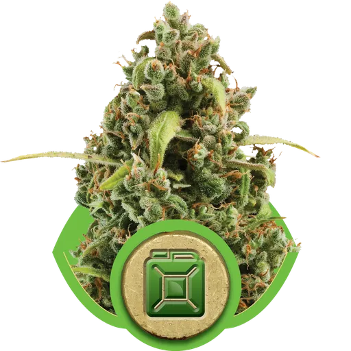 Diesel Auto