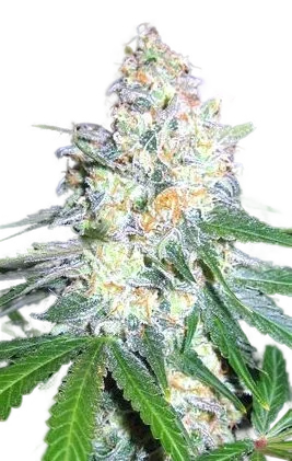 Diesel Berry Cough – Produktansicht