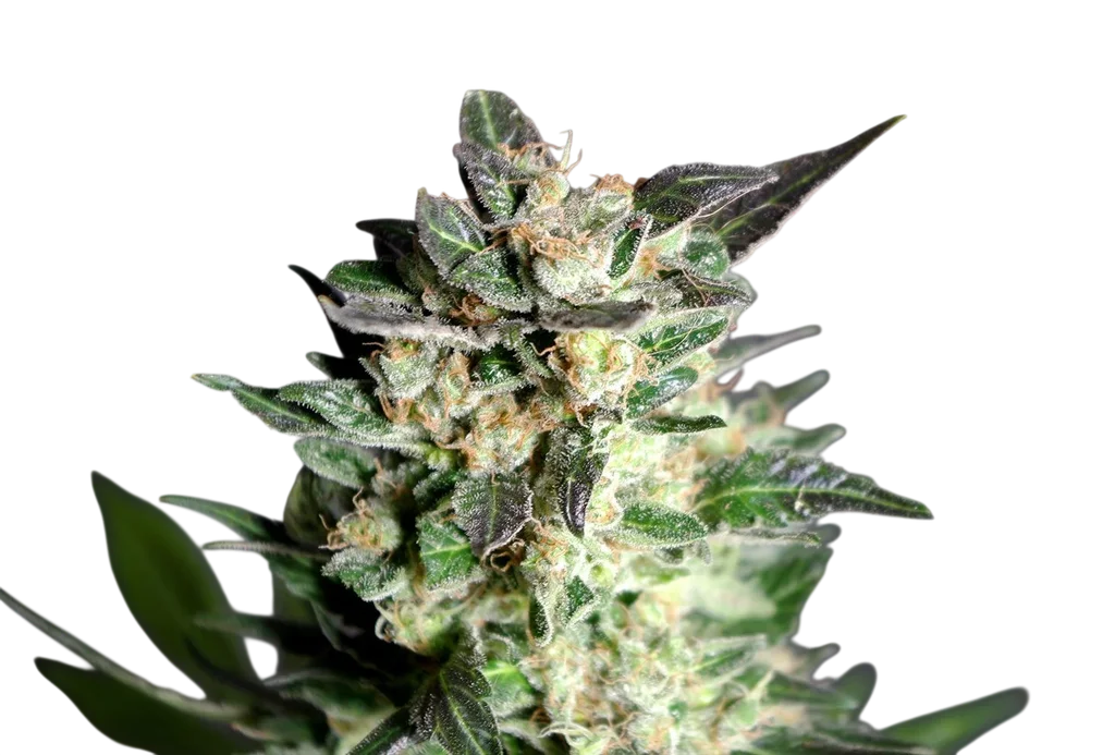 Diesel Glue – Produktansicht