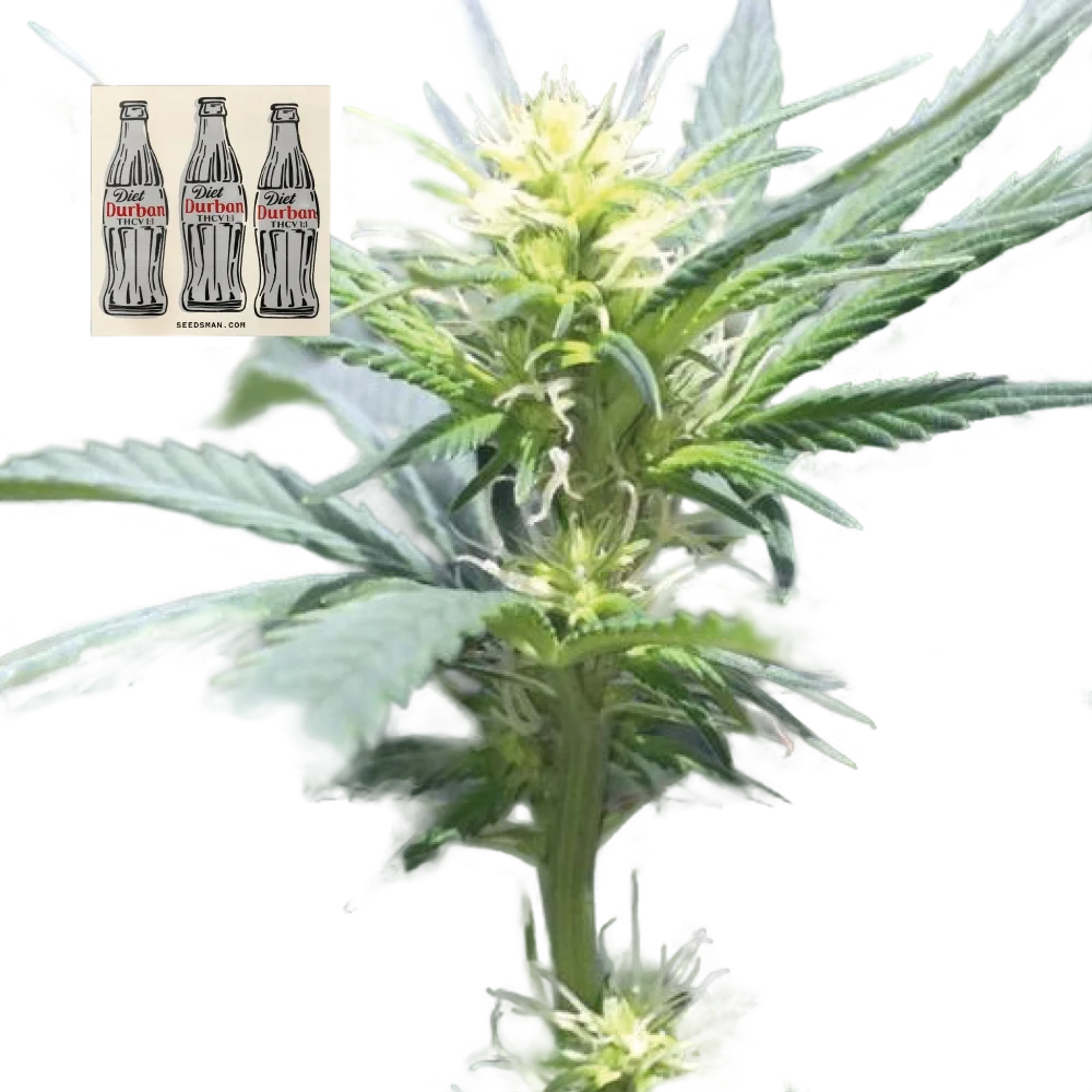 Diet Durban THCV 1:1 – Produktansicht
