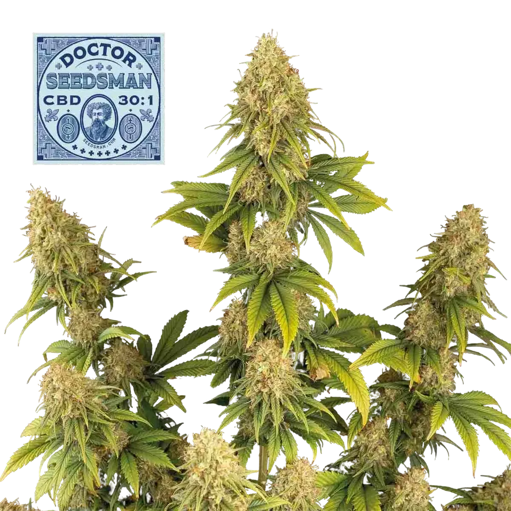 Doctor Seedsman CBD 30:1 | PHOTOFEM | Seedsman