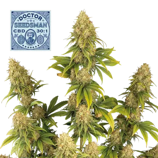 Doctor Seedsman CBD 30:1