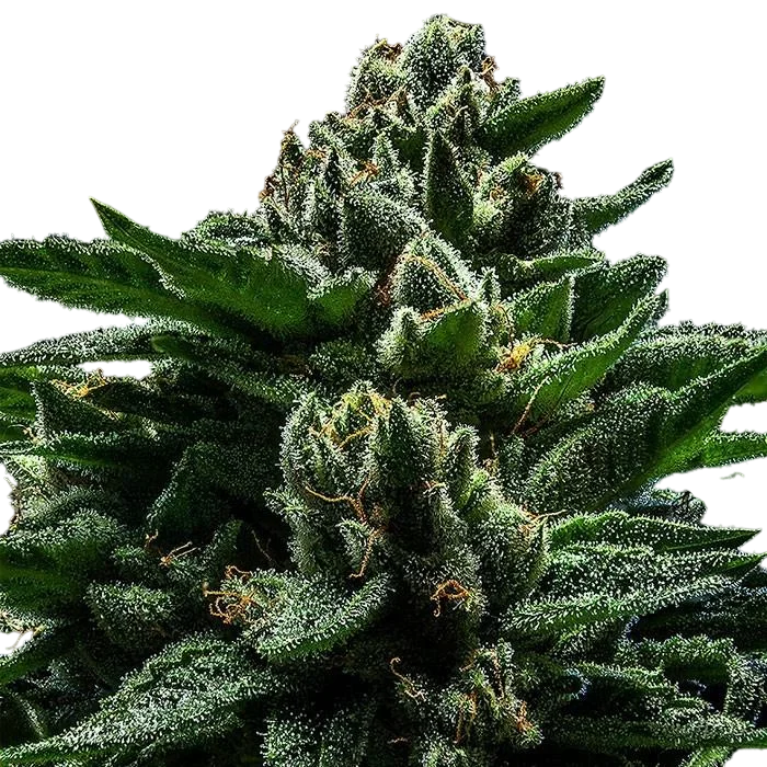 DO-G – Produktansicht