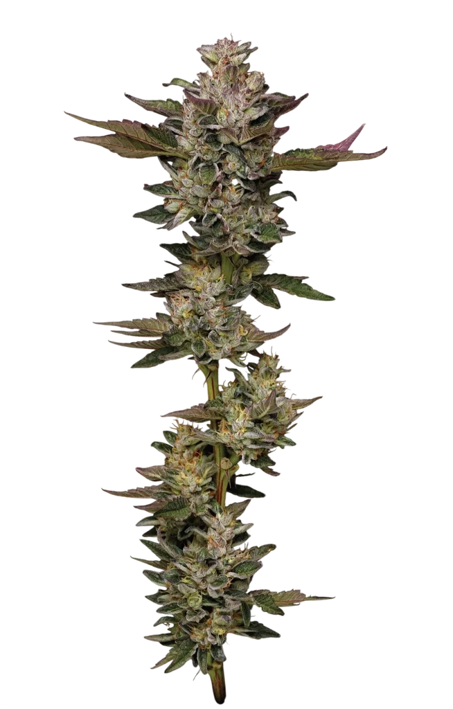 Donutz | PHOTOFEM | Humboldt Seed Co.