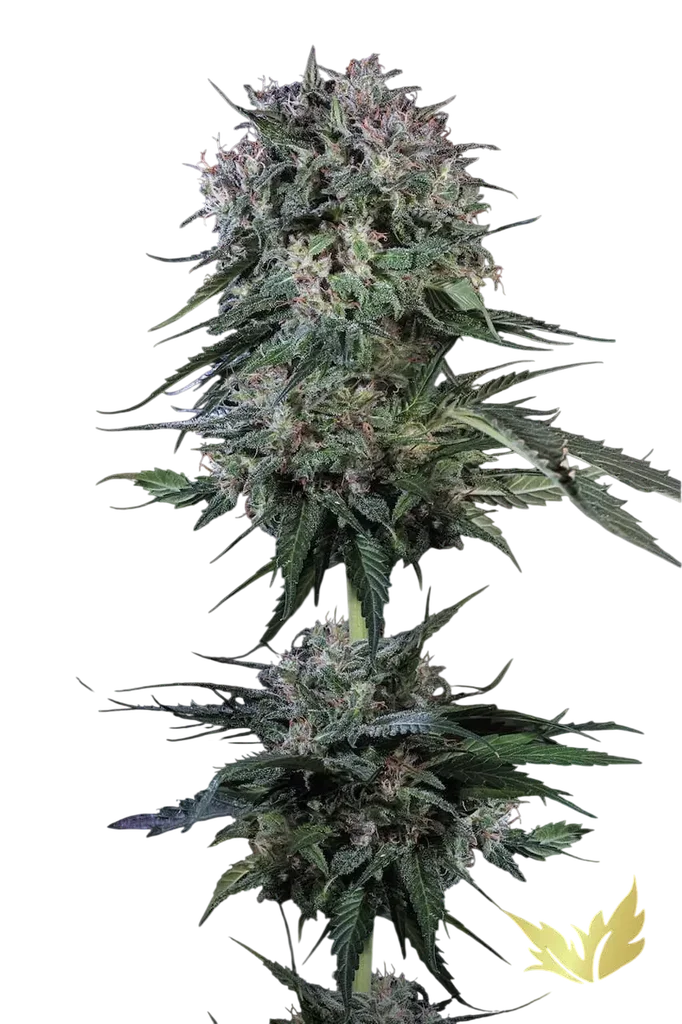 Doppler | PHOTOFEM | Paradise Seeds