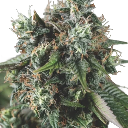 Do-Si-Dos Auto – Produktansicht